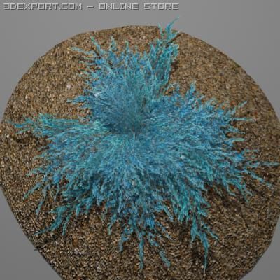 juniperbluecarpet 3D Модель .c4d .max .obj .3ds .fbx .stl .blend 