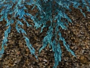juniperbluecarpet 3D Модель