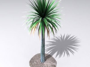 cordylineaustralis 3D Model