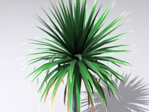 cordylineaustralis Modèle 3D