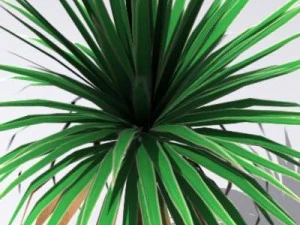 cordylineaustralis 3D Model