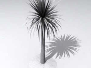 cordylineaustralis 3D Model