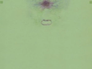 textureshires CG Textures