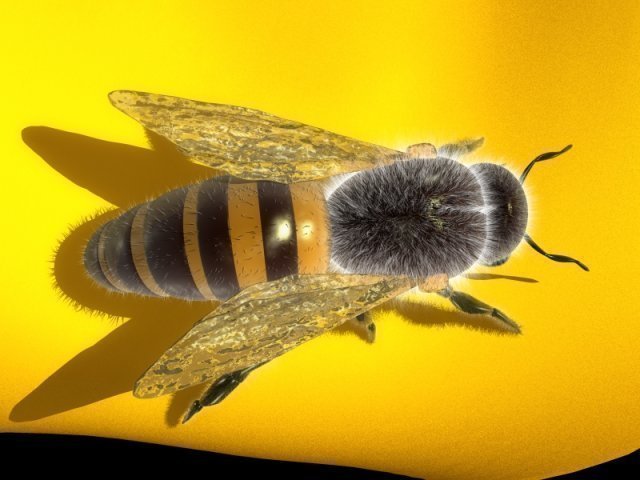 bee 3Dモデル .c4d .max .obj .3ds .fbx .stl .blend 