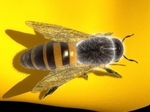 bee Modèle 3D