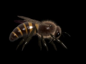 bee 3Dモデル