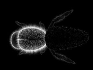 bee 3Dモデル