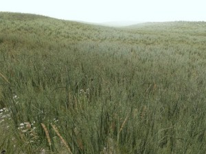 grass 3D 模型