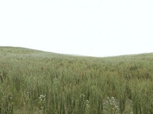 grass 3D 模型