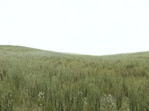 grass 3D Model