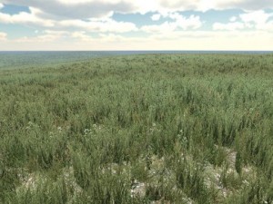 grass 3D 模型