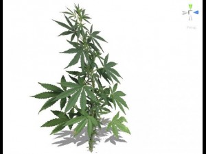 grass 3D Model
