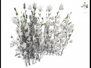 grass 3D Model