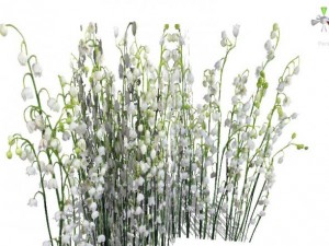 grass 3D Model