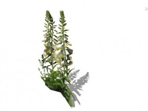 grass 3D Model