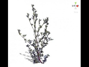 grass 3D Model