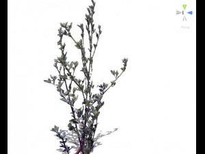 grass 3D Model