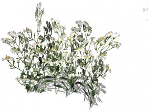 grass 3D Model