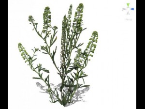 grass 3D Model