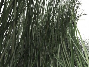 grass 3D Model
