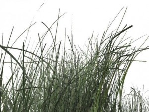 grass 3D Model