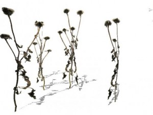grass 3D Model