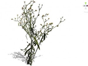 grass 3D Model