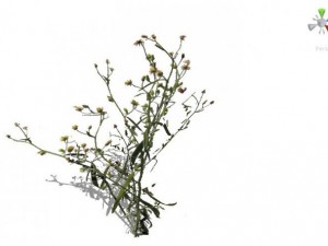 grass 3D Model