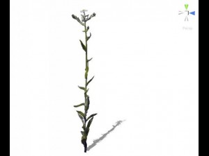 grass 3D Model