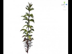 grass 3D Model