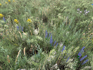 grass Texturas CG