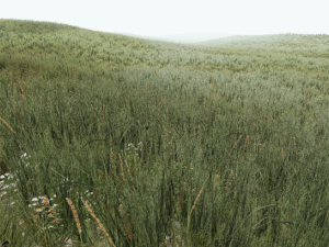 grass CG Текстури