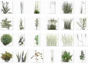grass CG Текстури