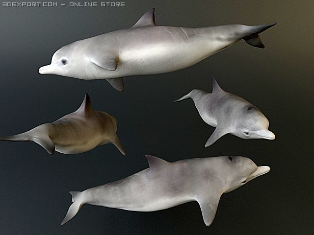 dolphin 1 3D Model .c4d .max .obj .3ds .fbx .stl .blend 