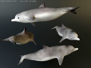 dolphin 1 3D Model