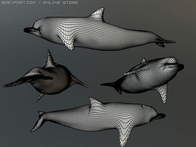 Dolphins 3d 1 1 0