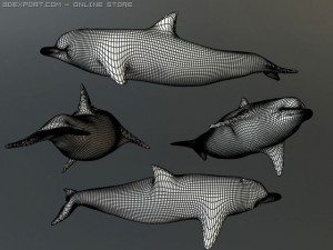 dolphin 1 3D Model