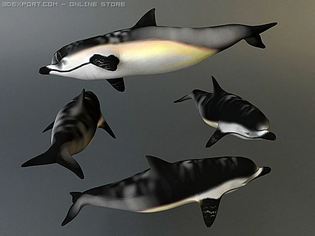 dolphin 2 3D Model .c4d .max .obj .3ds .fbx .stl .blend