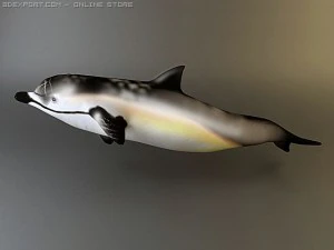 dolphin 2 3D Model