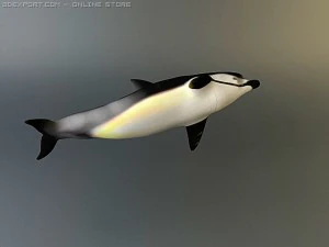 dolphin 2 3D Model