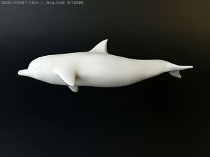 dolphin 2 3D Model