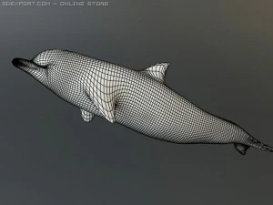 dolphin 2 3D Model