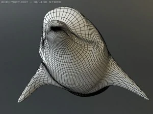 dolphin 2 3D Model