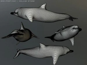 dolphin 2 3D Model