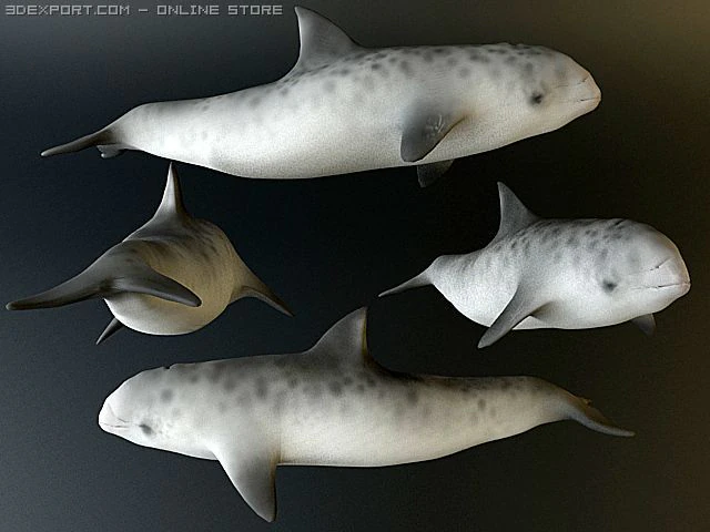 dolphin 4 3D Model .c4d .max .obj .3ds .fbx .stl .blend 