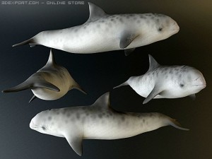 dolphin 4 3D Model