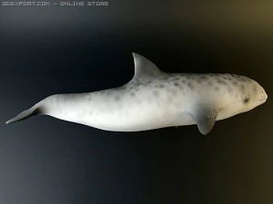 dolphin 4 3D Model