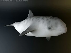 dolphin 4 3D Model