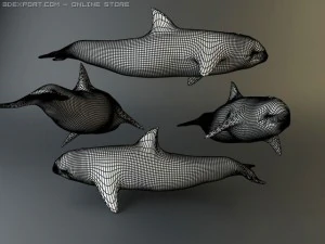 dolphin 4 3D Model