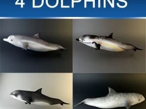 dolphin pack 3D Model